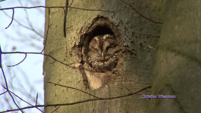 Tawny Owl - ML200850991