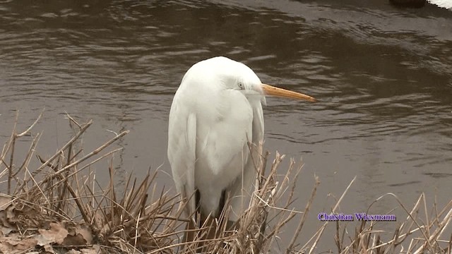 Silberreiher - ML200851001