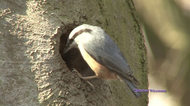 Eurasian Nuthatch - ML200851011