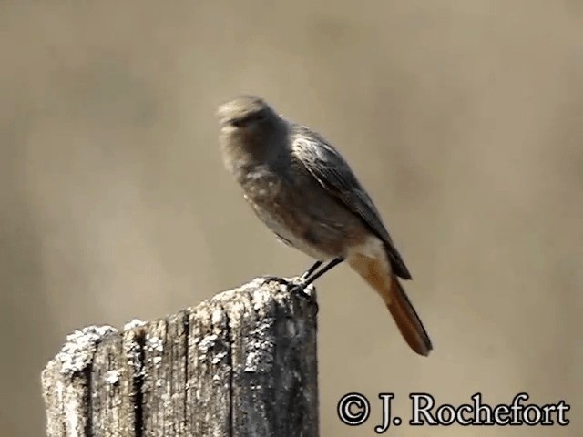 Black Redstart (Western) - ML200851761