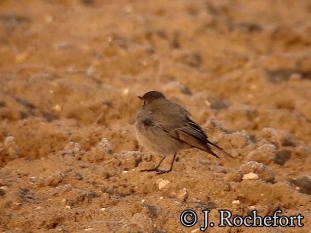 Black Redstart (Western) - ML200851771