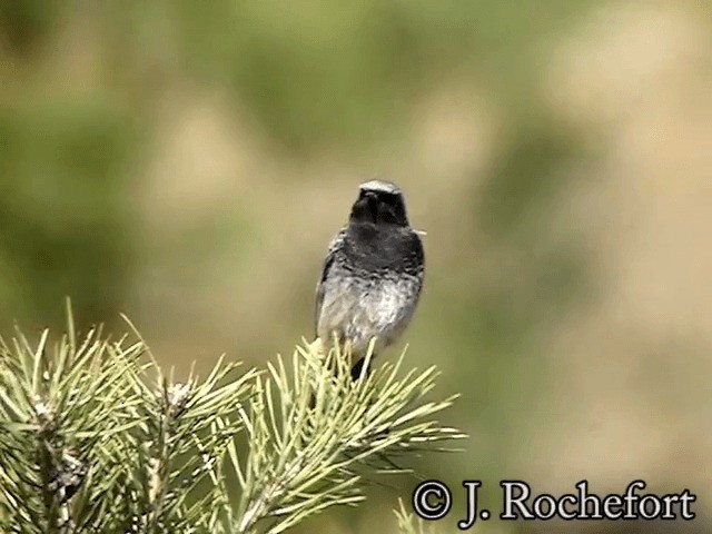 Черная горихвостка (gibraltariensis/aterrimus) - ML200851781