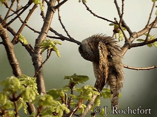 Eurasian Wryneck - eBird