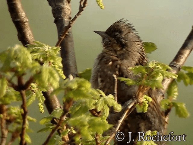 Eurasian Wryneck - eBird