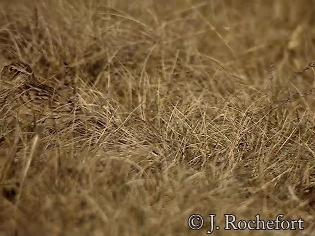 Wood Lark - ML200851911