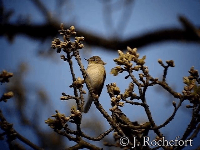 Common Chiffchaff (Common) - ML200852061