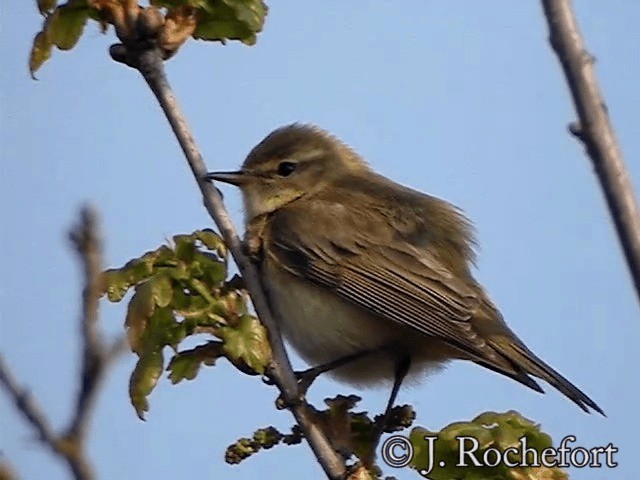 Willow Warbler - ML200852081