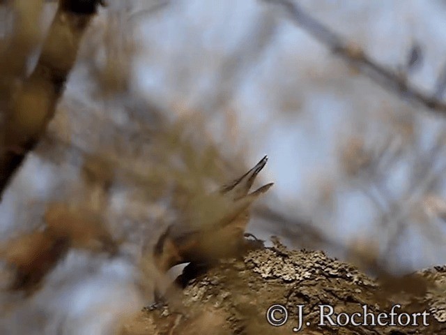 Eurasian Nuthatch (Western) - ML200852231