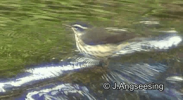 Louisiana Waterthrush - ML200852351