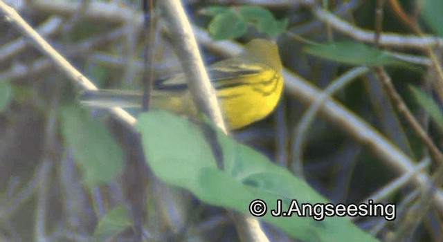 Prairie Warbler - ML200852381