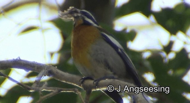 Western Spindalis (Cuban) - ML200852491