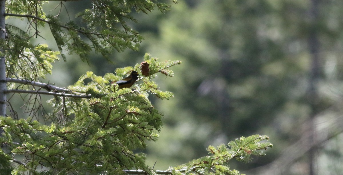 Evening Grosbeak - ML20085261