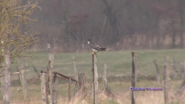 Peregrine Falcon - ML200852831