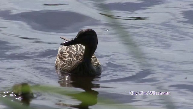 Canard colvert - ML200852881