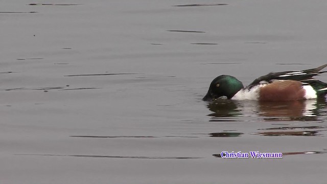 Northern Shoveler - ML200853051