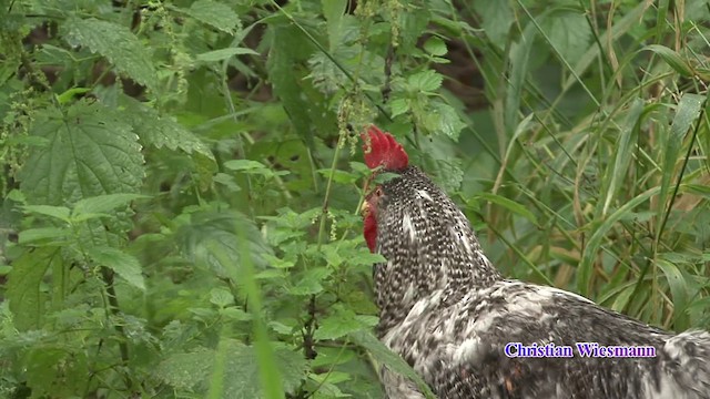 Red Junglefowl (Domestic type) - ML200853111