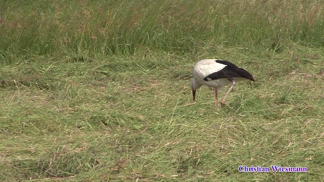 White Stork - ML200853191