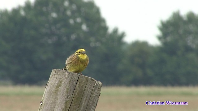 Yellowhammer - ML200853201