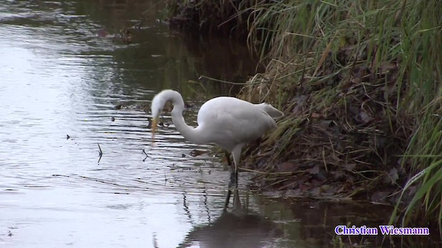 Great Egret - ML200853271