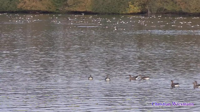 Grèbe castagneux (groupe ruficollis) - ML200853281