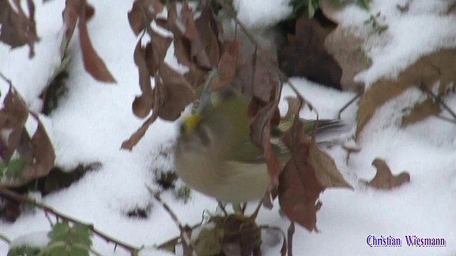 Goldcrest (European) - ML200853431