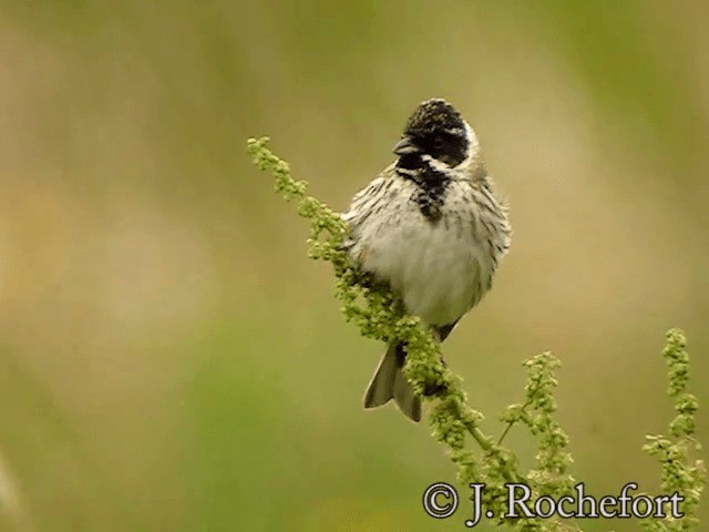 Reed Bunting - ML200854281