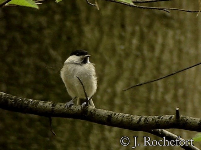 Marsh Tit - ML200854571