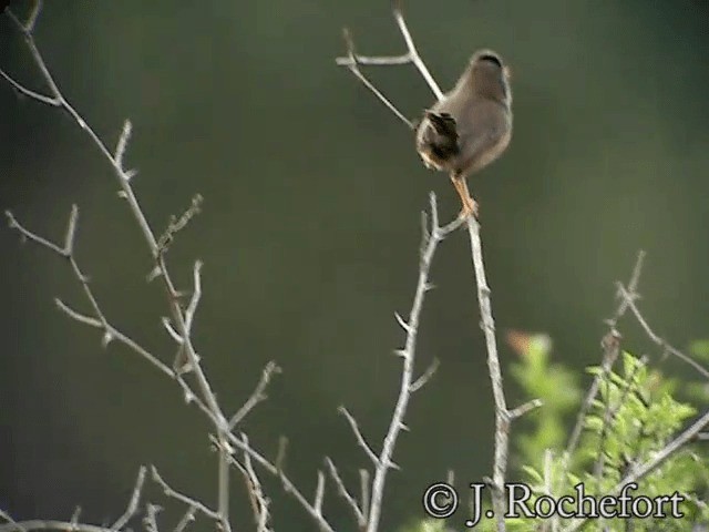 Curruca Rabilarga - ML200854641