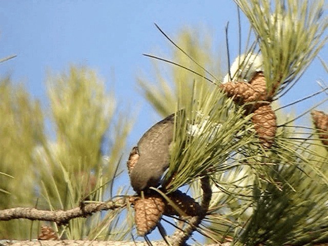 Red Crossbill - ML200854671