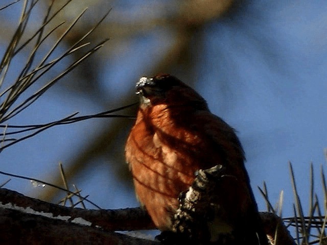 Red Crossbill - ML200854691