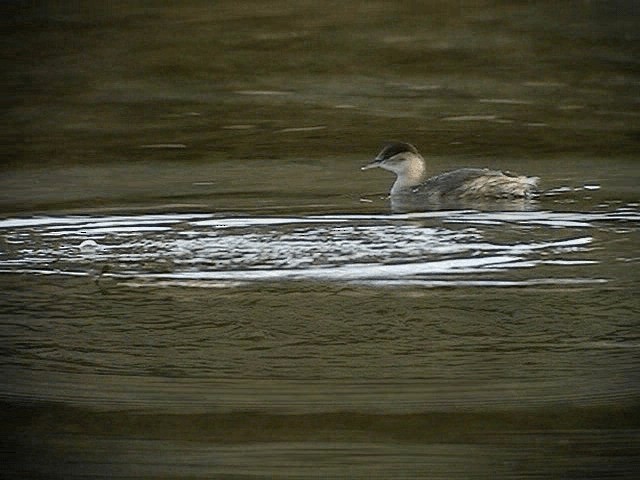 小鸊鷉(ruficollis群) - ML200854701