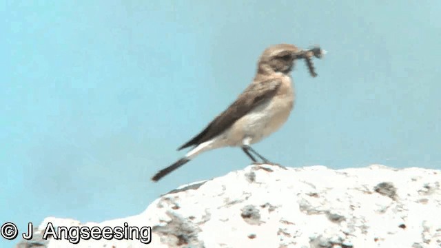 Eastern Black-eared Wheatear - ML200854721