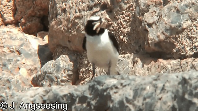 Eastern Black-eared Wheatear - ML200854731