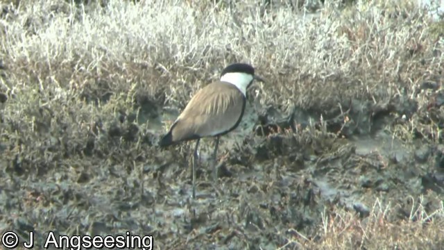 Spur-winged Lapwing - ML200854821