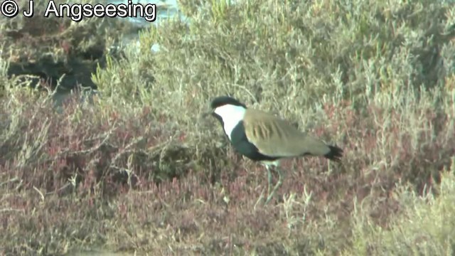 Spur-winged Lapwing - ML200854861