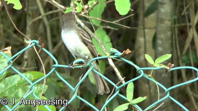 La Sagra's Flycatcher - ML200854951