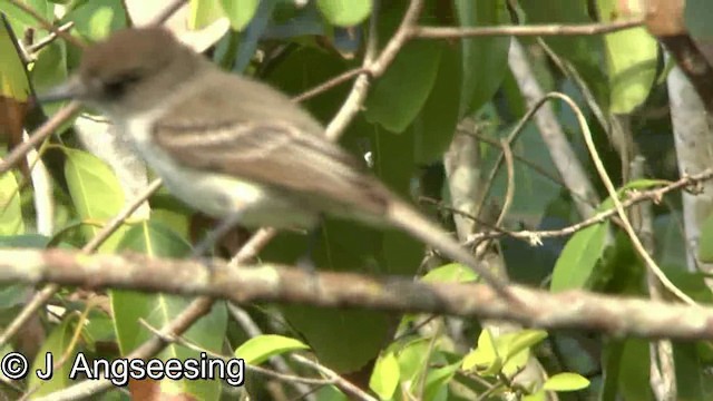 La Sagra's Flycatcher - ML200854961