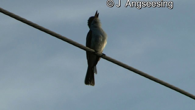 La Sagra's Flycatcher - ML200854991