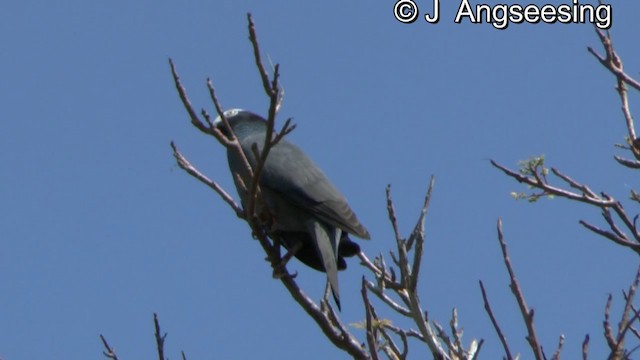 Pigeon à couronne blanche - ML200855011