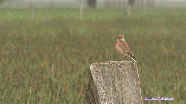 Eurasian Linnet - ML200855091