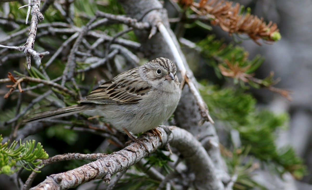 Brewer's Sparrow (taverneri) - Jay McGowan