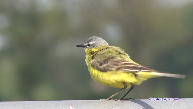 Western Yellow Wagtail (flava) - ML200855121