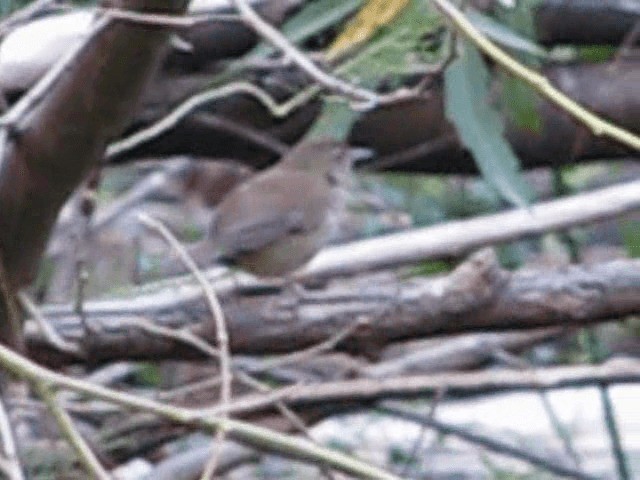 Knysna Warbler - ML200855201