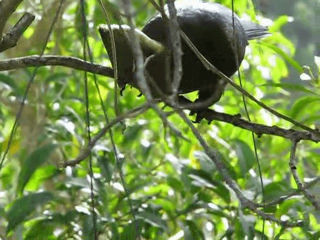 Touraco louri (corythaix) - ML200855221