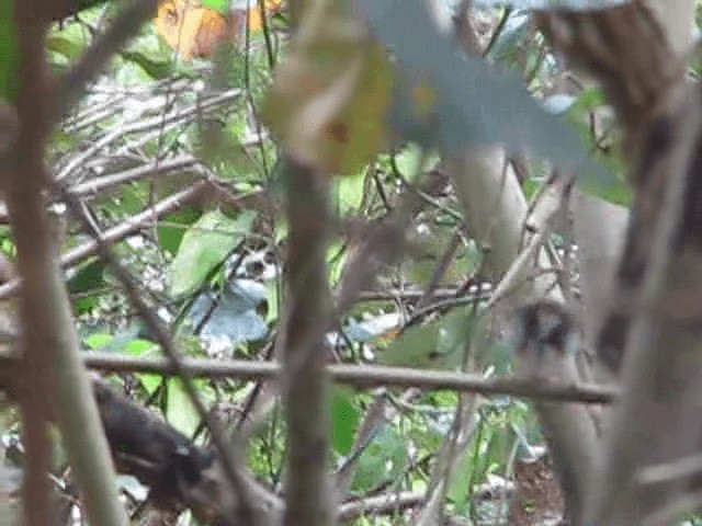 Green-backed Camaroptera (Green-backed) - ML200855241