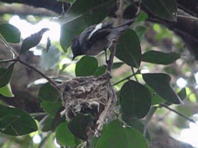 African Crested Flycatcher (Southern) - ML200855271