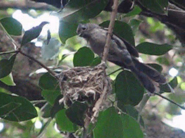 カンムリヒタキ（cyanomelas／segregus） - ML200855281