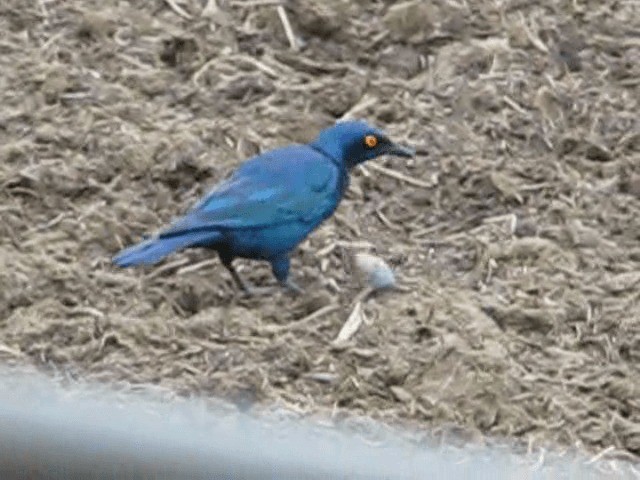 Cape Starling - ML200855301