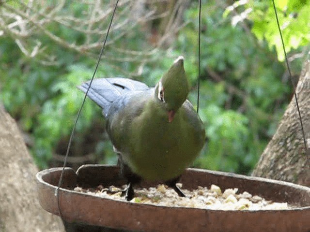 Knysna Turaco (Southern) - ML200855311