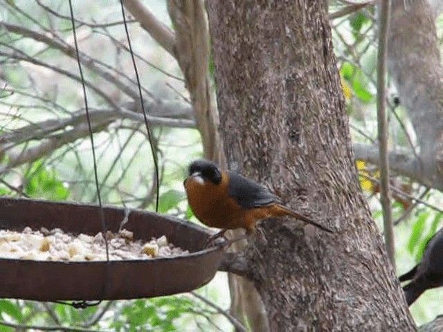 Cosifa Bicolor - ML200855331